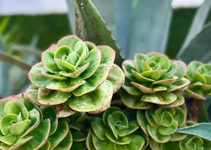 别墅 Mar & Surf • Piscina Privada 阿通奎亚·达·巴利亚