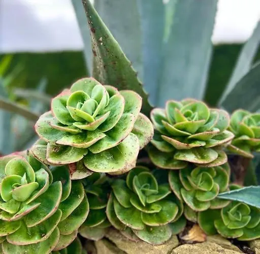 - Mer&surf - Peniche Villa